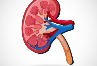 human-internal-organ-with-kidney_1308-108805
